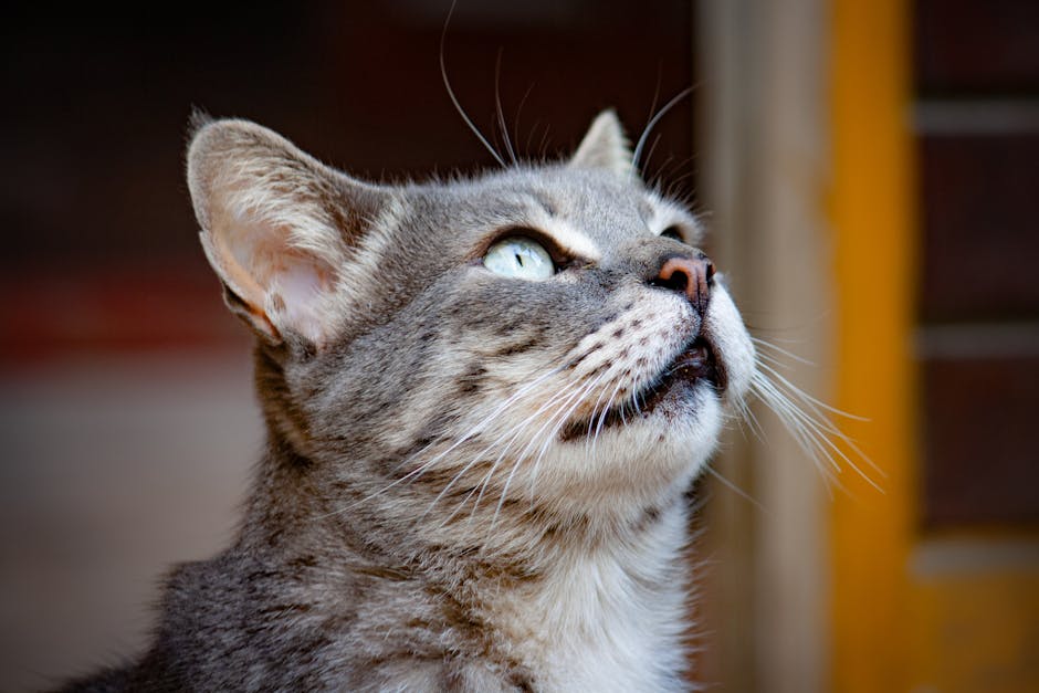 Close-up of a gray tabby cat gazing skyward with curiosity, showcasing its vibrant eyes and fur texture.