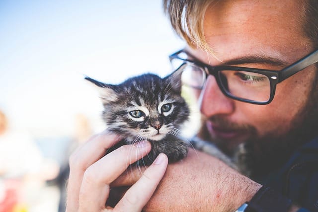 man, kitten, pet, owner, kitty, tabby, cat, nature, gray tabby, tabby cat, adorable, animal, cute, feline, caring, hands, holding, portrait